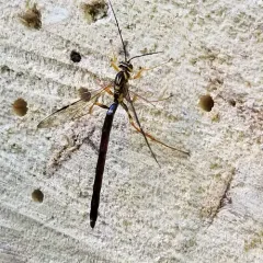 Black Giant Ichneumonid Wasp thumbnail 4