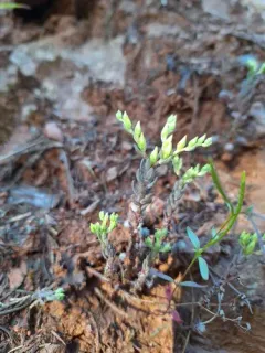 Coast Range Stonecrop thumbnail 2