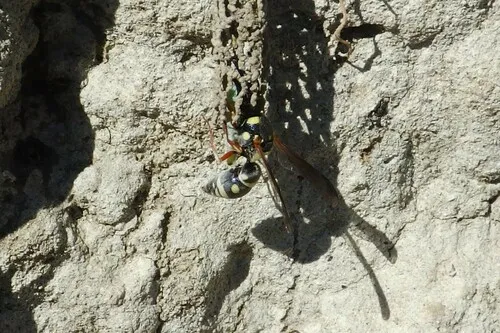 Stenodynerus microstictus