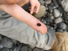 Psephenus falli thumbnail 3