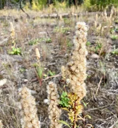 coast goldenrod thumbnail 3
