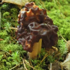 False Morel thumbnail 4