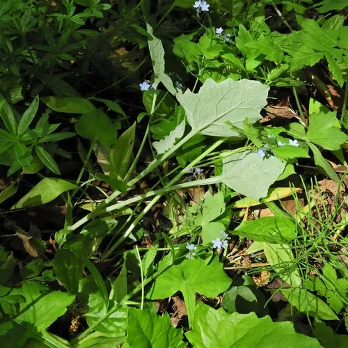 American trailplant