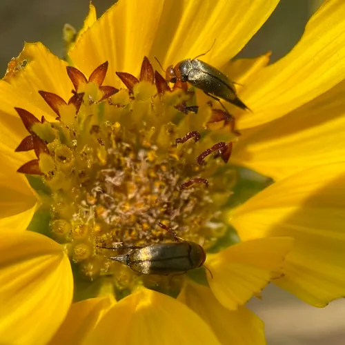 Mordellistena divisa