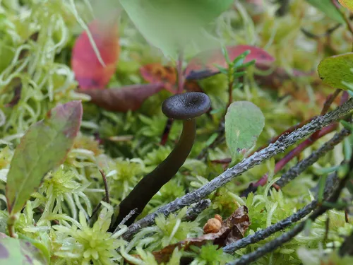 Arrhenia telmatiaea