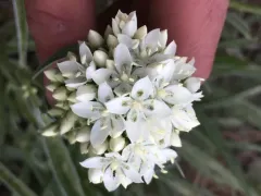 white Frasera thumbnail 2
