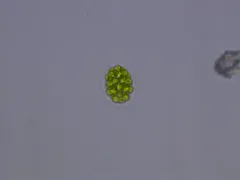 Eudorina elegans thumbnail 2