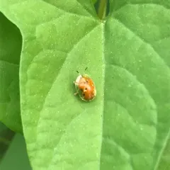 Golden Tortoise Beetle thumbnail 3