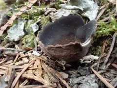 Neournula pouchetii thumbnail 3