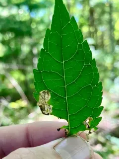 Dibolia chelones thumbnail 3