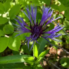 Perennial Cornflower thumbnail 3