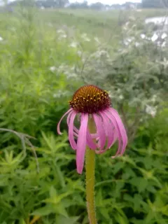 wavyleaf purple coneflower thumbnail 2