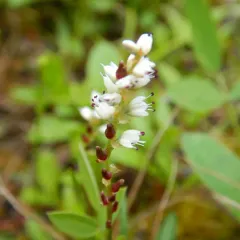 alpine bistort thumbnail 1