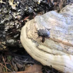 Forked Fungus Beetle thumbnail 2