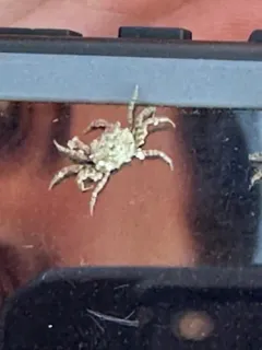 Atlantic Ghost Crab thumbnail 3