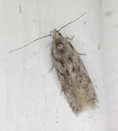 Carpatolechia belangerella thumbnail 3