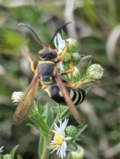 Stizus brevipennis thumbnail 2