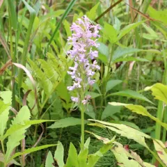 Lesser Purple Fringed Orchid thumbnail 2