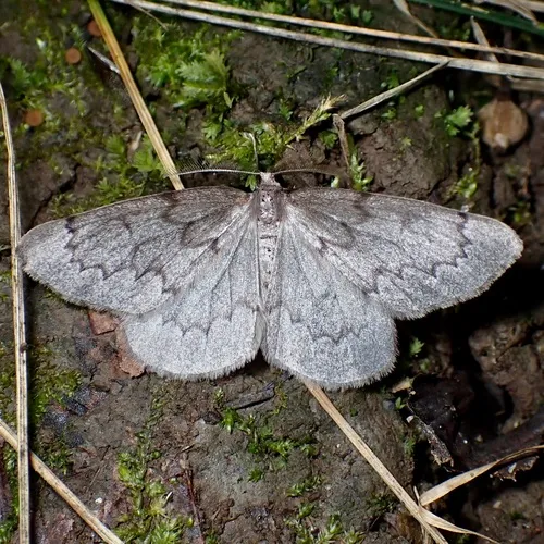 Boreal Pine Looper Moth