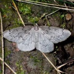 Boreal Pine Looper Moth thumbnail 1