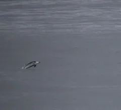 White-beaked Dolphin thumbnail 3