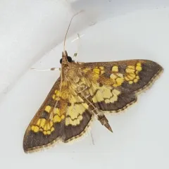 Darker Diacme Moth thumbnail 4