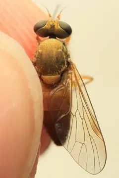 Symphoromyia sackeni thumbnail 2