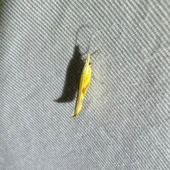 Canary Ypsolopha Moth thumbnail 4