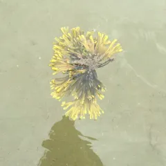 bladder wrack thumbnail 2