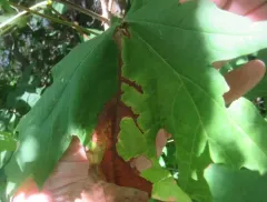 Phyllosticta minutella thumbnail 2