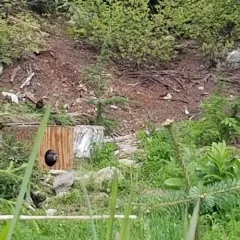 Vancouver Island Marmot thumbnail 3
