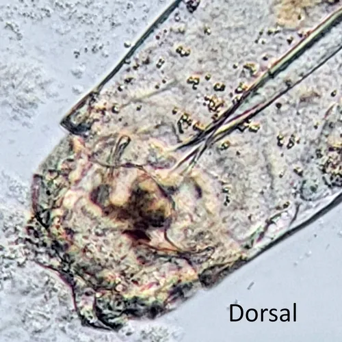 Mytilina ventralis