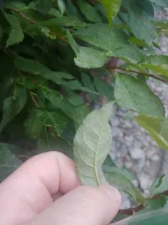 Erysiphe nemopanthi thumbnail 3