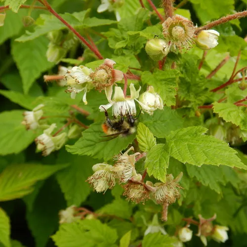 Yellow-fronted Bumble Bee