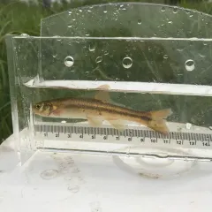 Northern Pearl Dace thumbnail 2