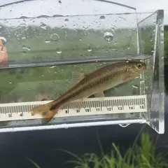 Creek Chub thumbnail 2
