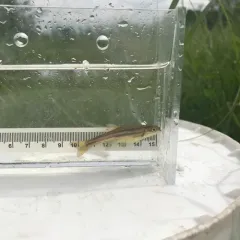 Northern Redbelly Dace thumbnail 4