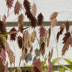 river oats thumbnail 4