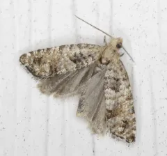 Epinotia normanana thumbnail 2