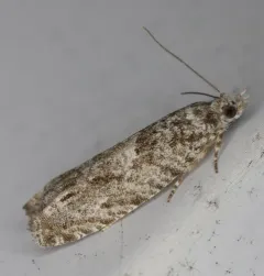 Maple Trumpet Skeletonizer Moth thumbnail 2