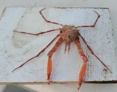 Longhorn Decorator Crab thumbnail 4