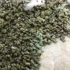 Mealy Shadow Lichen thumbnail 3