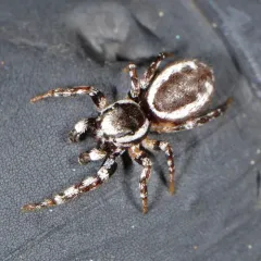 Common white-cheeked jumping spider thumbnail 4