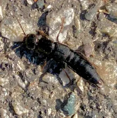 Ocypus brunnipes thumbnail 3