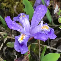 Dwarf Lake Iris thumbnail 3
