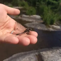 Dot-tailed Whiteface thumbnail 1