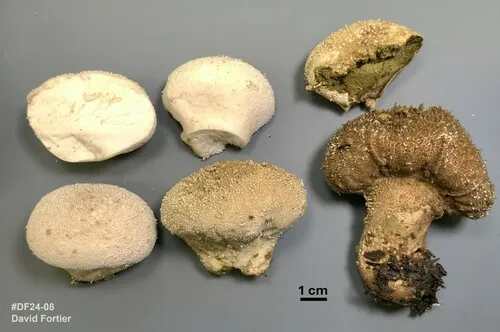Lycoperdon norvegicum