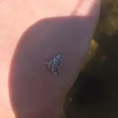 Scrollwork Pyralid Moth thumbnail 2