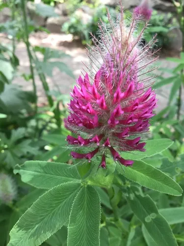 Red Trefoil