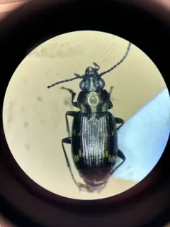 Bembidion nigripes thumbnail 3